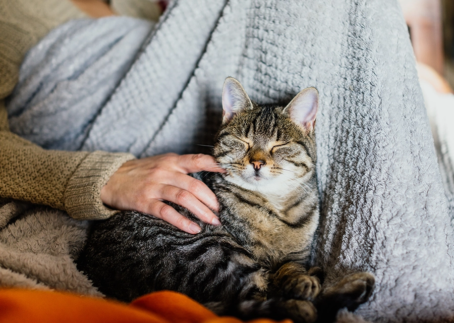 Ronronnement de chat